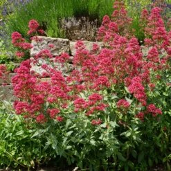 Rote Spornblume - Rot blüht den ganzen Sommer