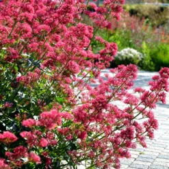 Rote Spornblume - Rot blüht den ganzen Sommer