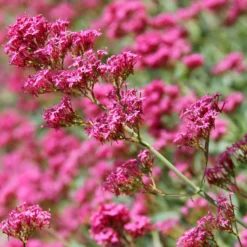 Rote Spornblume - Rot blüht den ganzen Sommer
