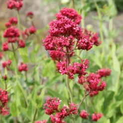 Rote Spornblume - Rot blüht den ganzen Sommer