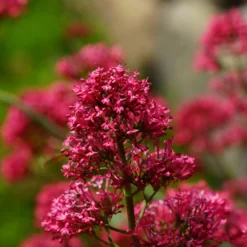 Rote Spornblume - Rot blüht den ganzen Sommer