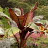 Rote Zierbanane - Exotik-Blickfang für zuhause