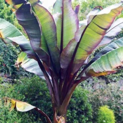 Rote Zierbanane - Exotik-Blickfang für zuhause