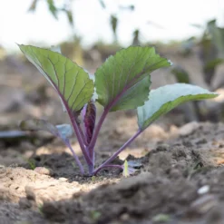 Rotkohl Fuego F1 - Rote Köpfe, feste Ernte