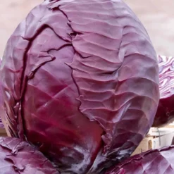 Rotkohl Langedijker Bewaar 2 - Rotkohl den ganzen Winter