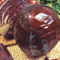 Rotkohl ‘Tete Noire 3’ - Dunkelrot und lange haltbar