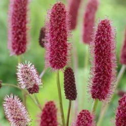 Rötlicher Wiesenknopf Alaska-Pimpinelle - Rote Blütenkerzen für Bienen