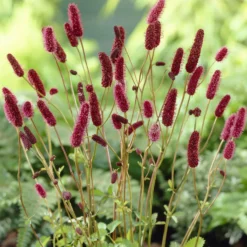 Rötlicher Wiesenknopf Alaska-Pimpinelle - Rote Blütenkerzen für Bienen