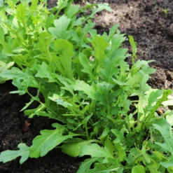 Rucola - Ernte in nur 4 Wochen