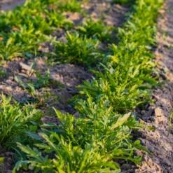 Rucola Rocky Wild Bio - Würzig, schnell, immer frisch