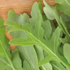 Rucola Rocky Wild Bio - Würzig, schnell, immer frisch