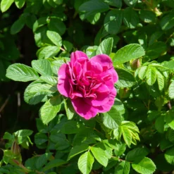 Rugosa-Rose ‘Hansa’ - Duftende Blüten den ganzen Sommer