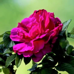 Rugosa-Rose ‘Hansa’ - Duftende Blüten den ganzen Sommer