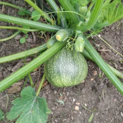 Runde Zucchini ‘De Nice’ - Runde Ernte, voller Geschmack