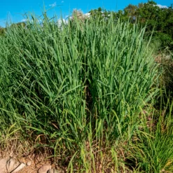 Rutenhirse 'Dallas Blues' - Blaues Gras, große Wirkung