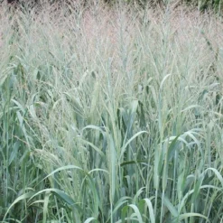 Rutenhirse 'Dallas Blues' - Blaues Gras, große Wirkung