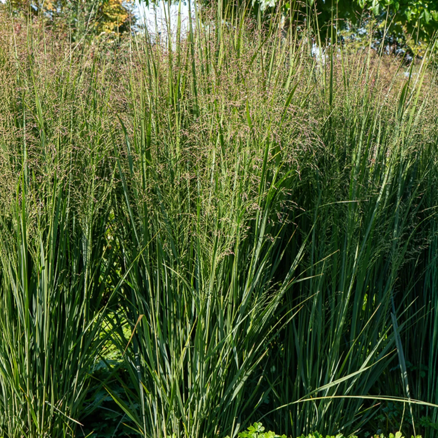 Rutenhirse ‘Prairie Sky’ - Blaues Gras, sofort Wirkung