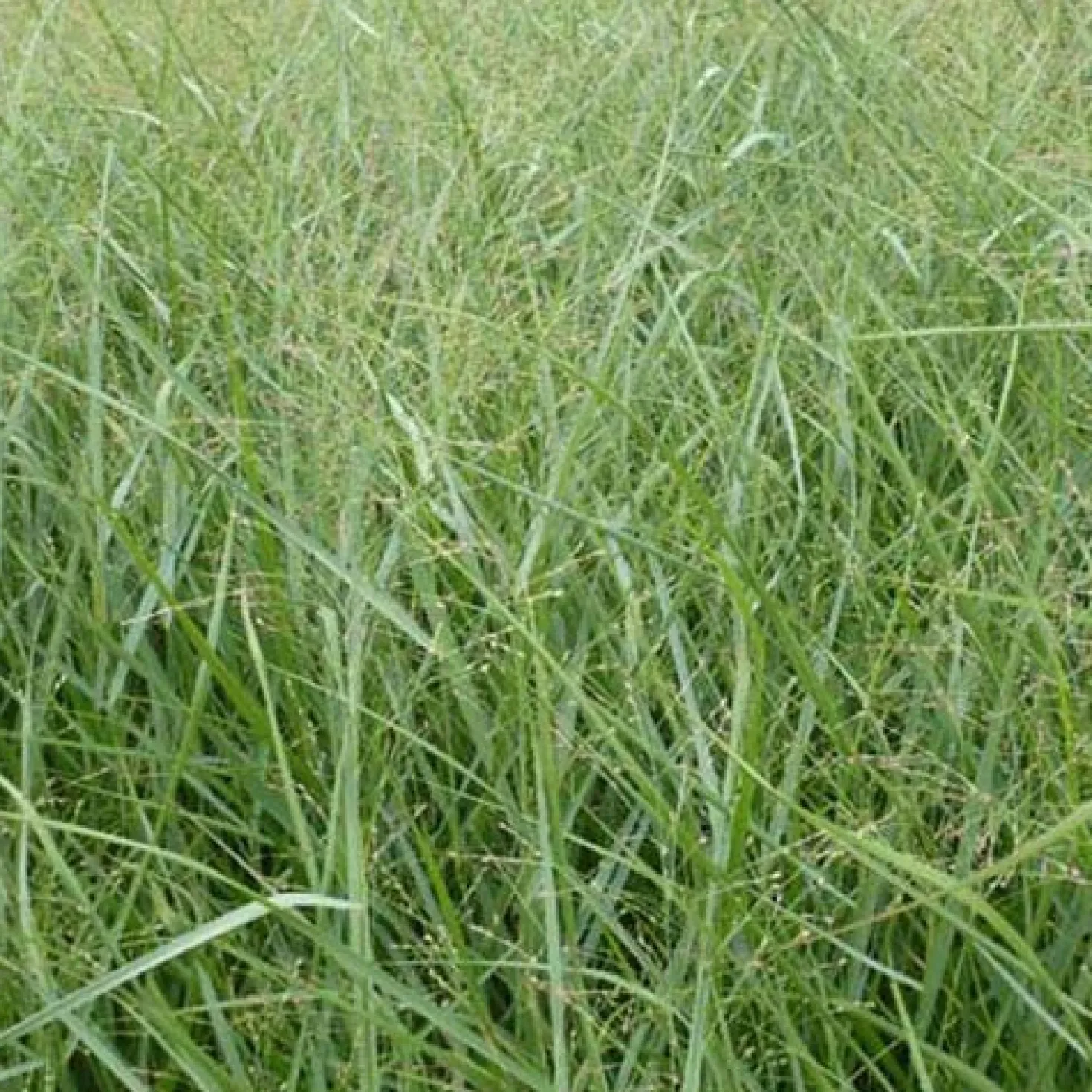 Rutenhirse ‘Prairie Sky’ - Blaues Gras, sofort Wirkung