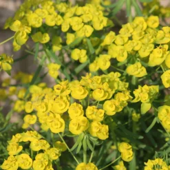 Ruten-Wolfsmilch Betten - Gelbe Blüten, null Aufwand