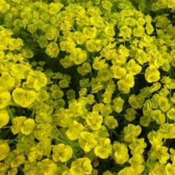 Ruten-Wolfsmilch Betten - Gelbe Blüten, null Aufwand