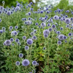 Ruthenische Kugeldistel - Blaue Blütenkugeln ganz leicht