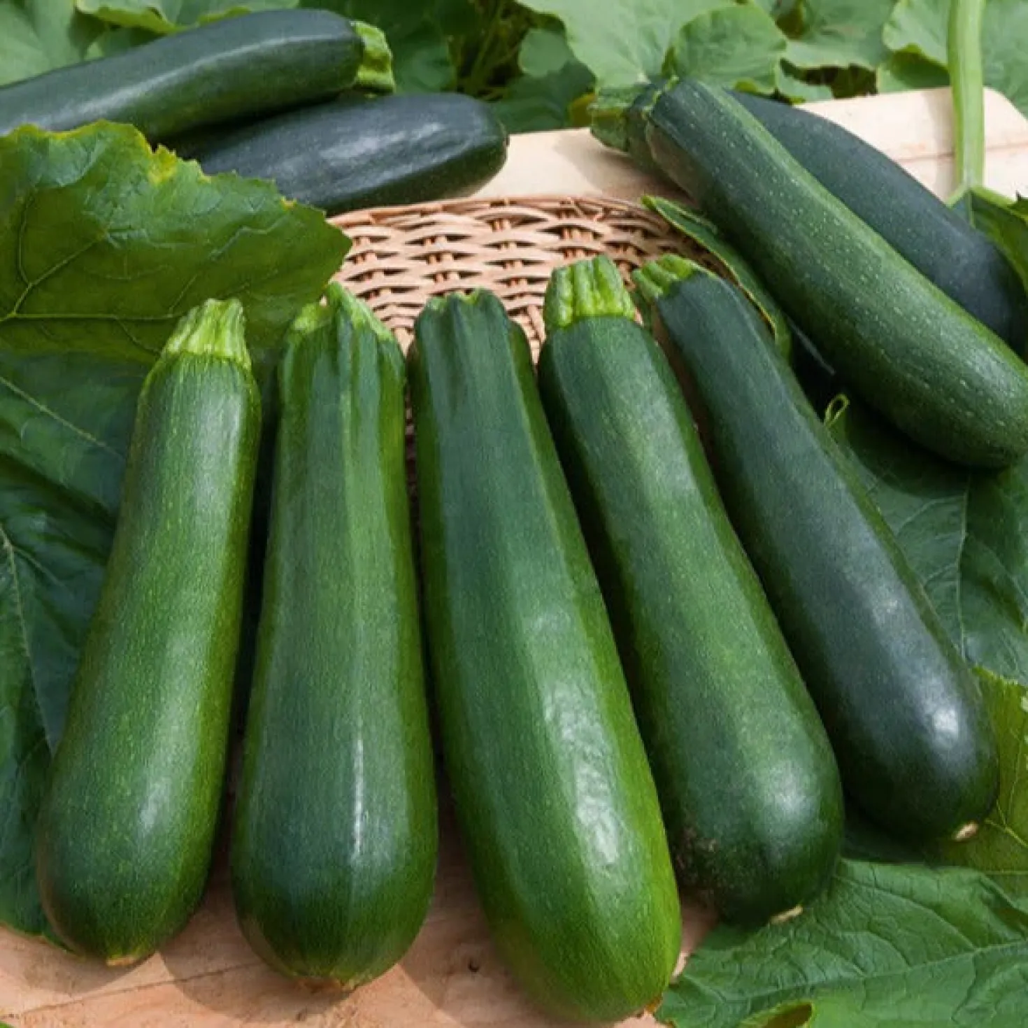 Saatgut-Kollektion für Gemüsegarten (x7) - Perfekt für den Anfang