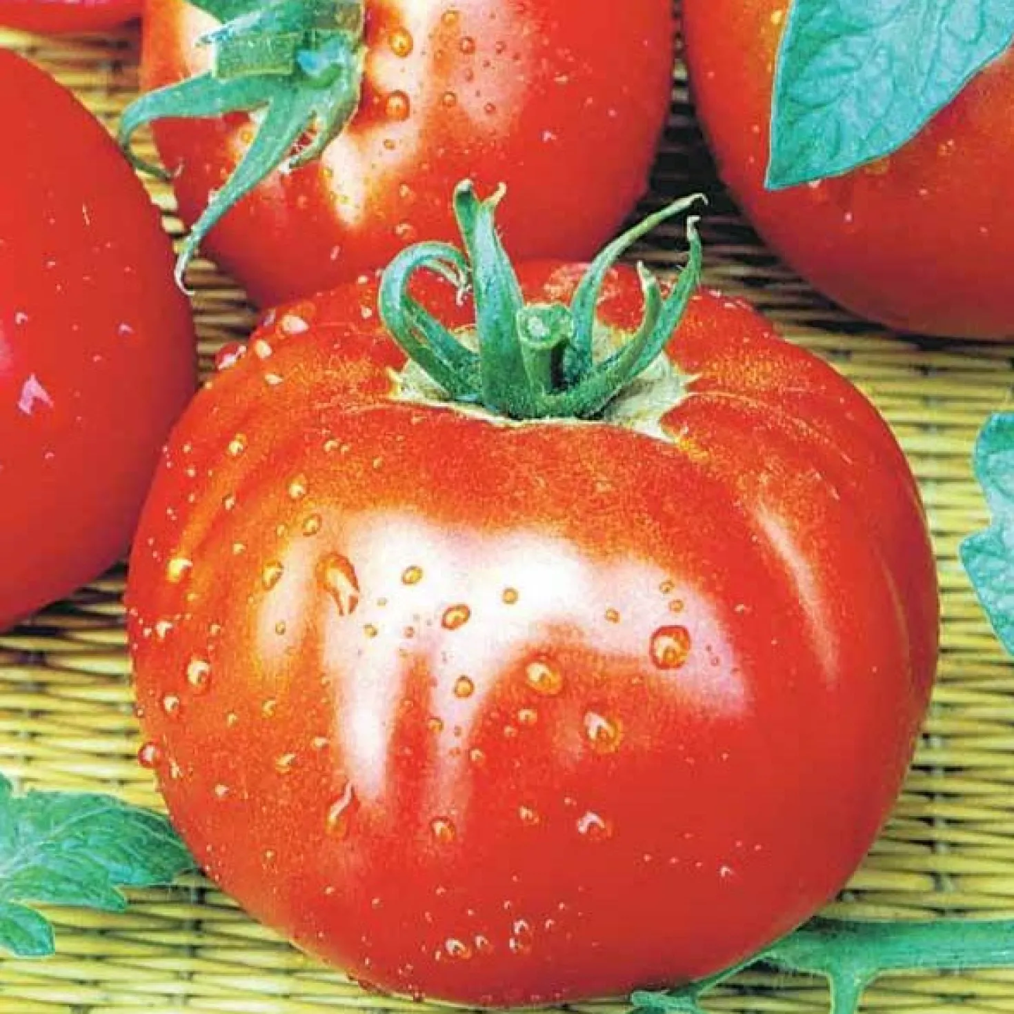 Saatgut-Kollektion für Gemüsegarten (x7) - Perfekt für den Anfang