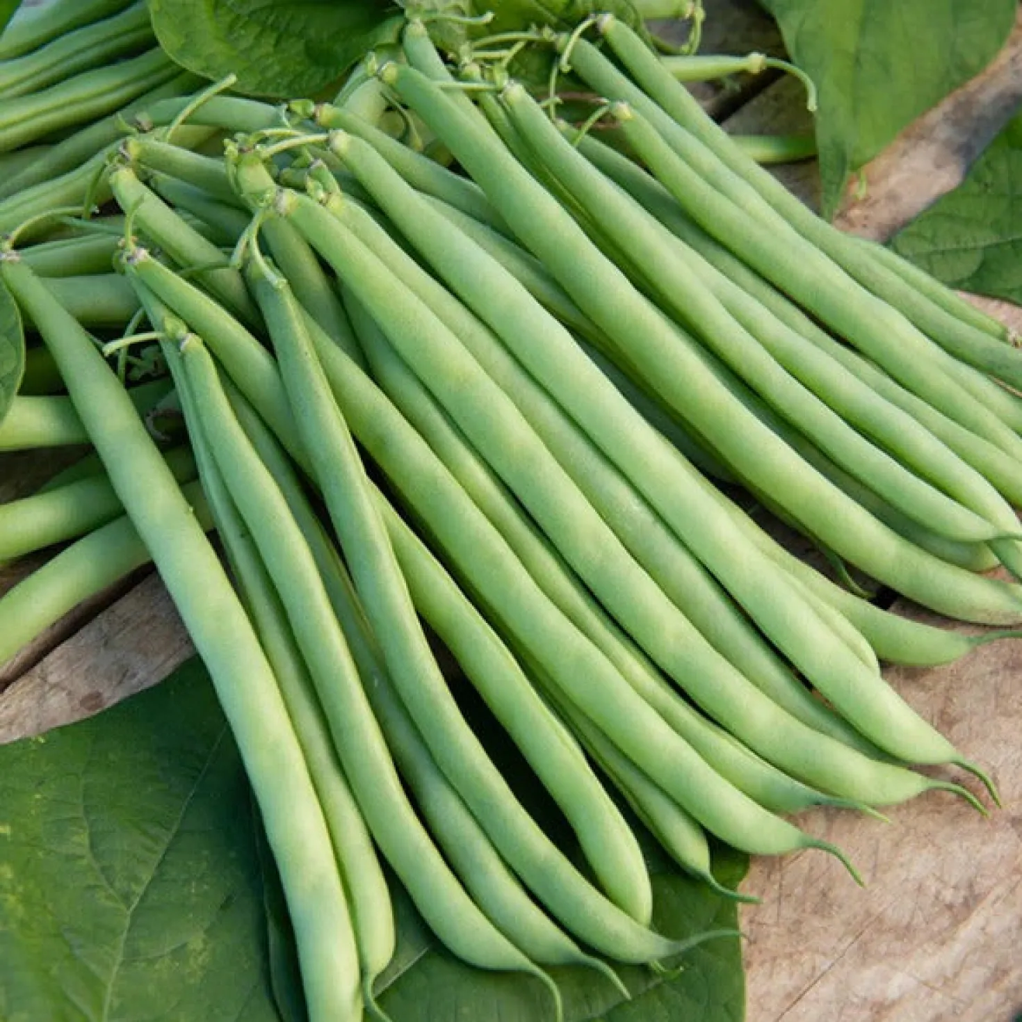 Saatgut-Kollektion für Gemüsegarten (x7) - Perfekt für den Anfang