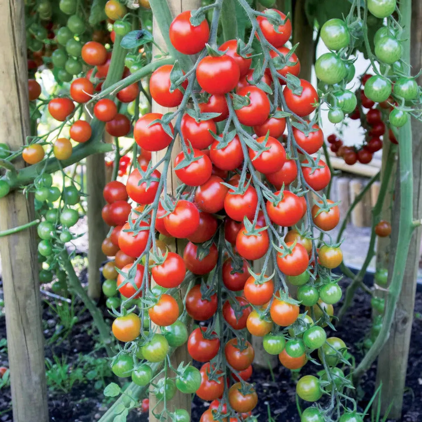 Saatgut-Kollektion für Gemüsegarten (x7) - Perfekt für den Anfang