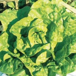 Saatgut-Kollektion für Gemüsegarten (x7) - Perfekt für den Anfang