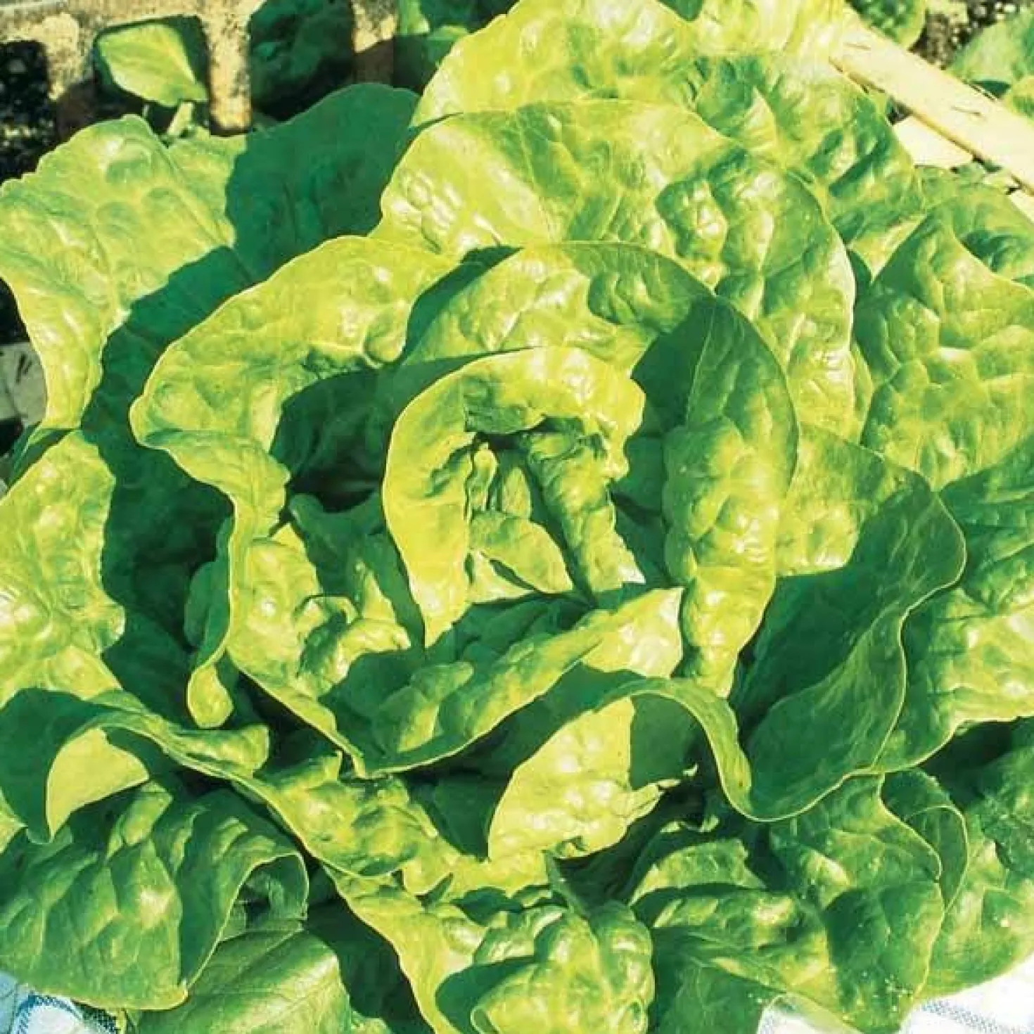 Saatgut-Kollektion für Gemüsegarten (x7) - Perfekt für den Anfang