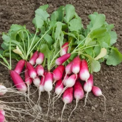 Saatgut-Kollektion für Gemüsegarten (x7) - Perfekt für den Anfang