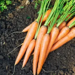 Saatgut-Kollektion für Gemüsegarten (x7) - Perfekt für den Anfang