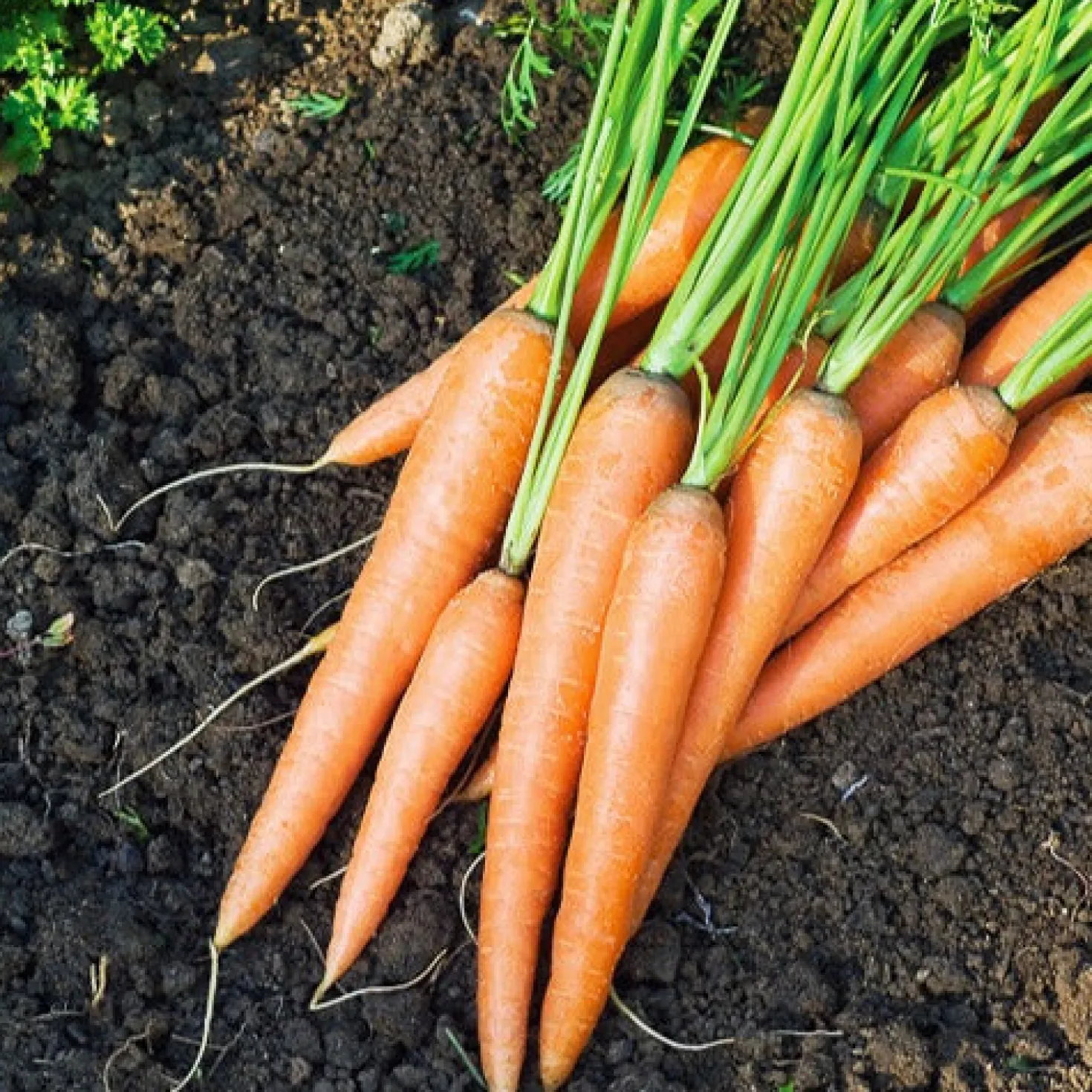 Saatgut-Kollektion für Gemüsegarten (x7) - Perfekt für den Anfang