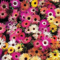 Saatteppich „Sonnenbeet“ (x5) - Sonniges Blütenmeer