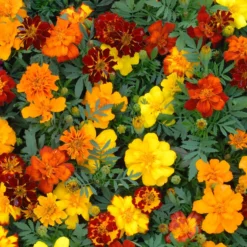 Saatteppich „Sonnenbeet“ (x5) - Sonniges Blütenmeer