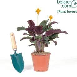 Safran-Korbmarante - Orange Blüten, echter Hingucker
