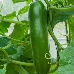 Salatgurke ‘Vert long maraîcher’ - Lange Gurken einfach ernten