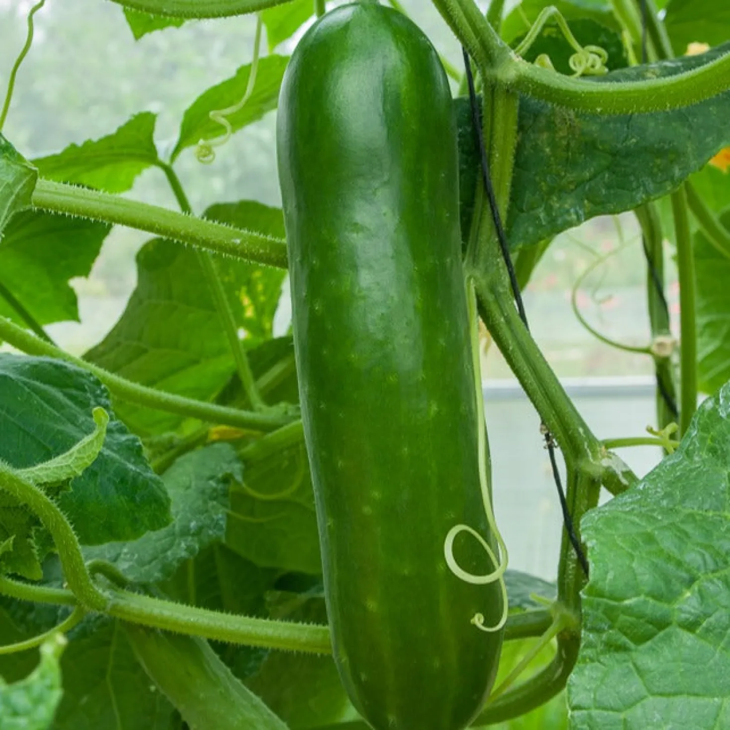 Salatgurke ‘Vert long maraîcher’ - Lange Gurken einfach ernten