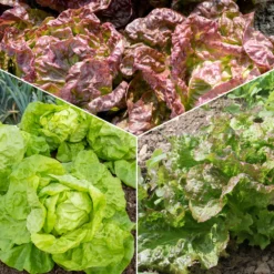 Salat-Kollektion für 6 Monate - 6 Monate frisch geerntet