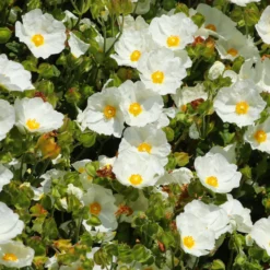 Salbeiblättrige Zistrose - Blüten trotz Trockenheit