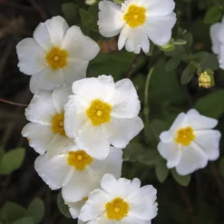 Salbeiblättrige Zistrose - Blüten trotz Trockenheit