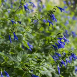 Salbei Blue Enigma - Blau blüht bis November