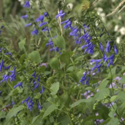 Salbei Blue Enigma - Blau blüht bis November