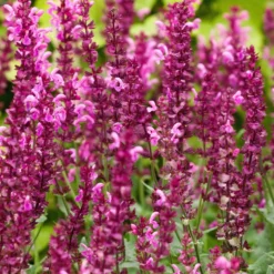 Salbei Friesland Pink (x3) - Rosa Blütenmeer den Sommer lang