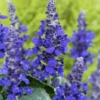 Salbei ‘Mysty’ (x3) - Blaues Blütenmeer bis Herbst