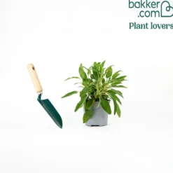 Salbei Pflanze - Aromatisch, robust, pflegeleicht