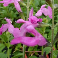 Salbei Pink Beauty - Blüht bis in den Winter