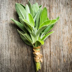 Salbei Salvia officinalis - Würzige Ernte fast das ganze Jahr