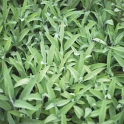 Salbei Salvia officinalis - Würzige Ernte fast das ganze Jahr